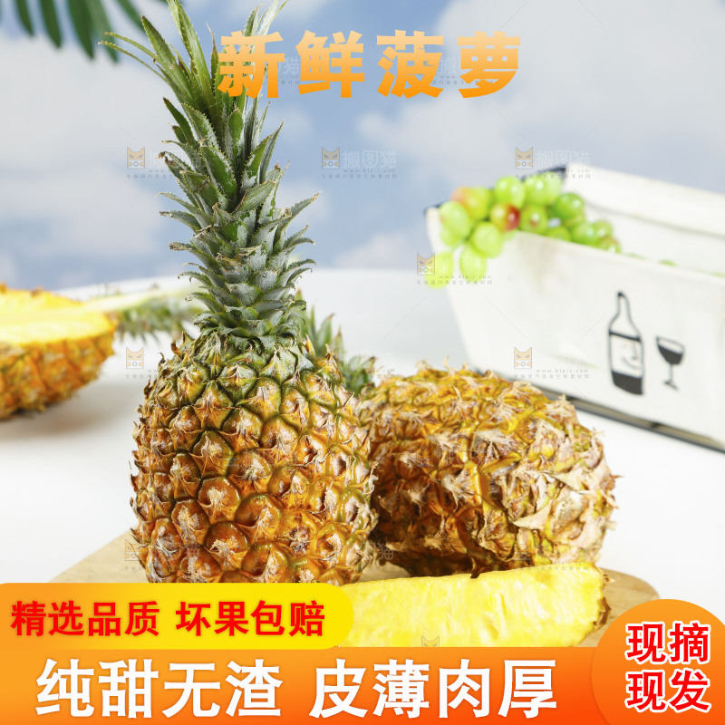 木底上的广东徐闻菠萝