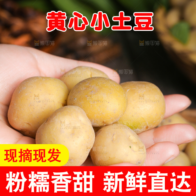 手里拿着小土豆