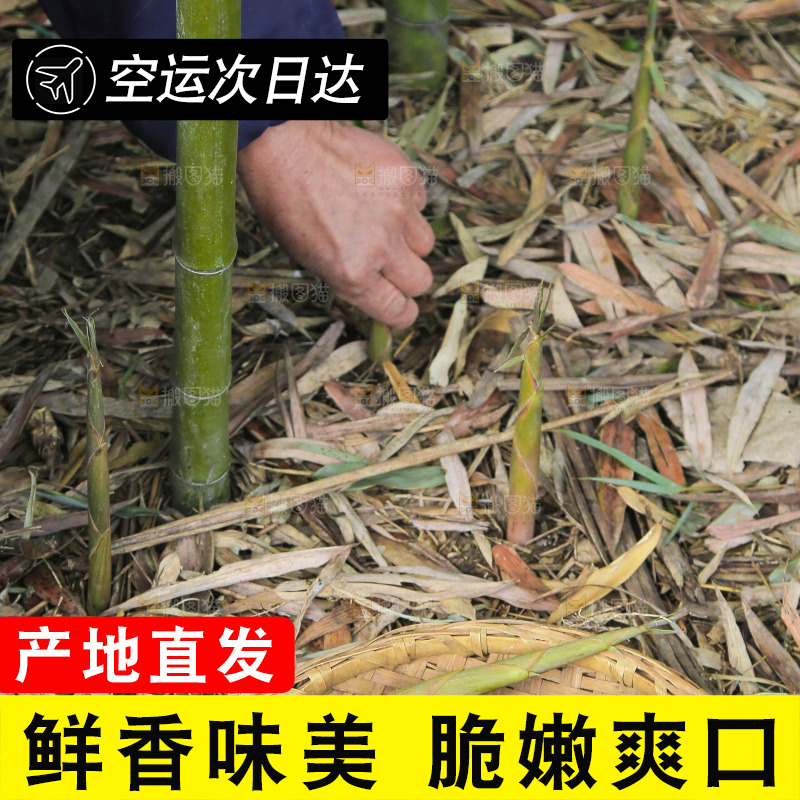 新鲜的小竹笋