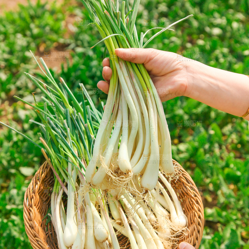 手里拿着荞头