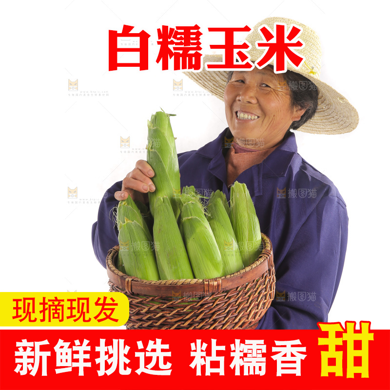 手里端着一篮白糯玉米