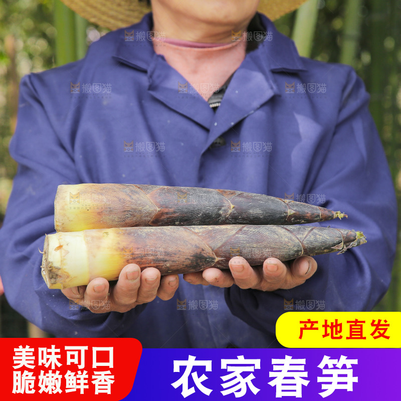 手里拿着雷笋