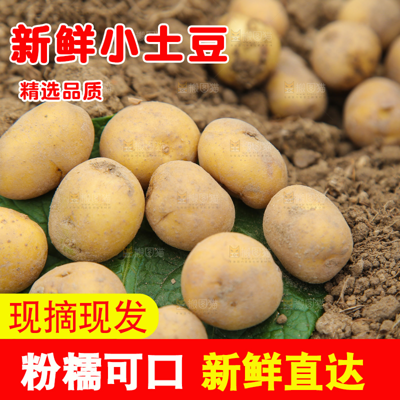 田地里的黄皮小土豆
