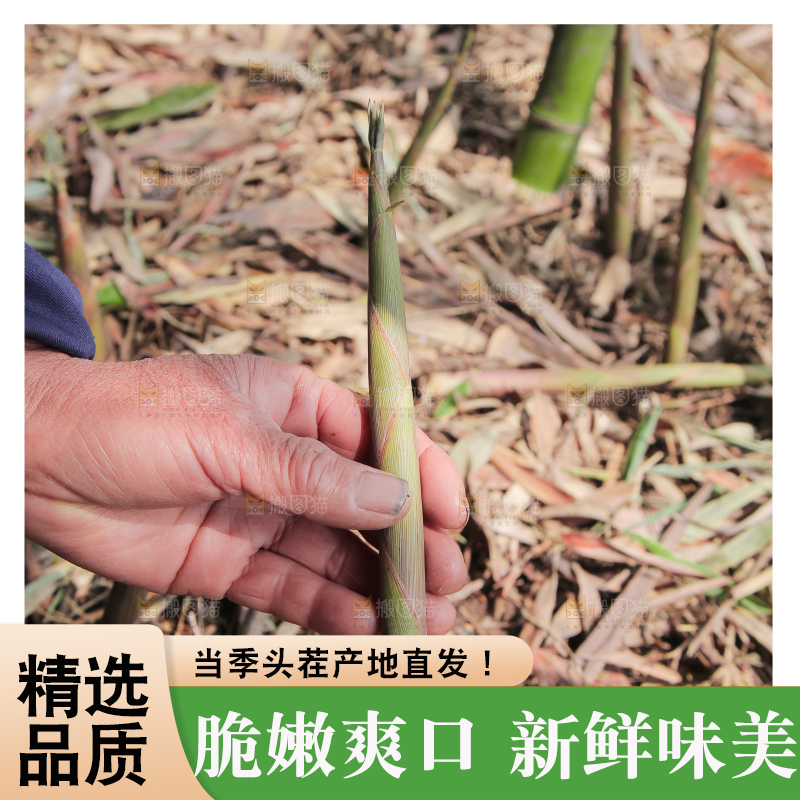 现挖的竹笋