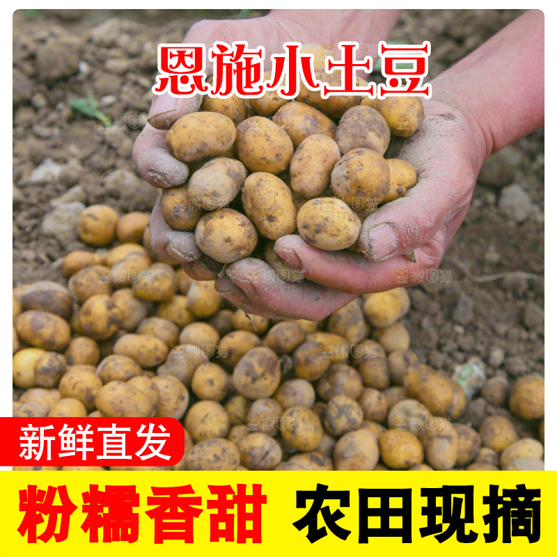 手里捧着小土豆
