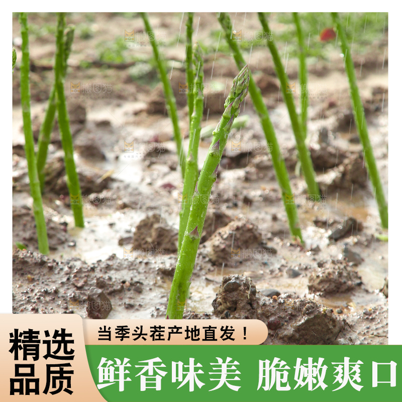 新鲜的芦笋
