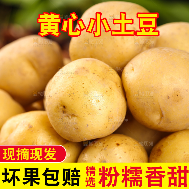 一堆黄心小土豆