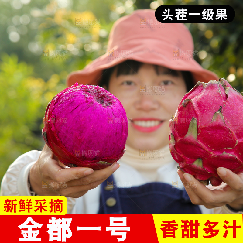 手里拿着金都一号火龙果