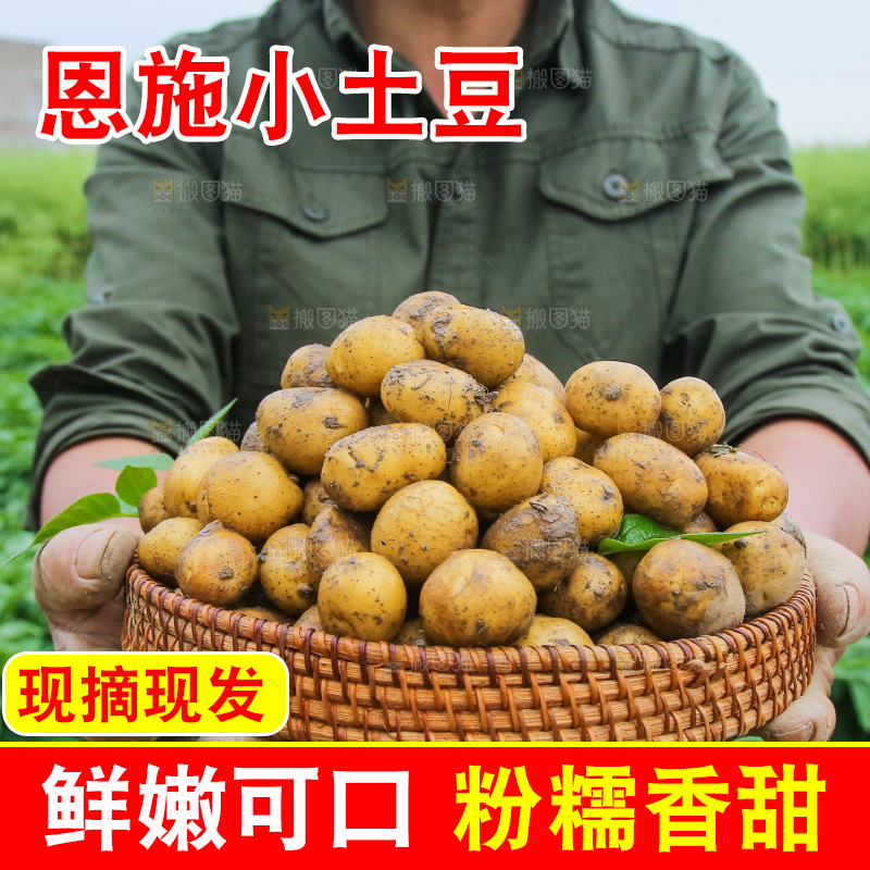 手里端着一篮恩施小土豆
