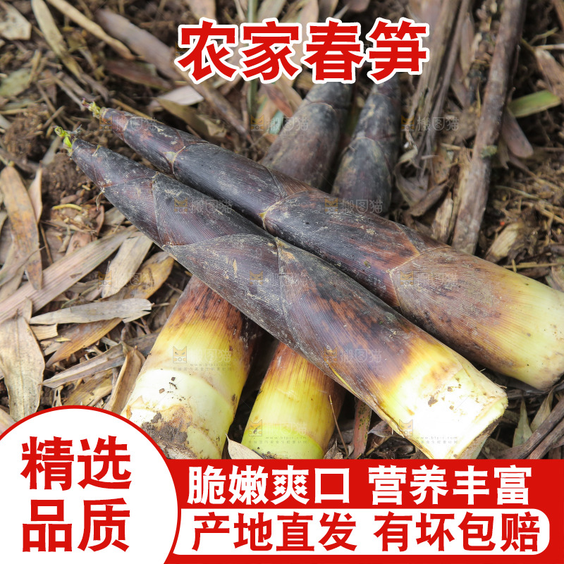 新鲜的雷竹笋