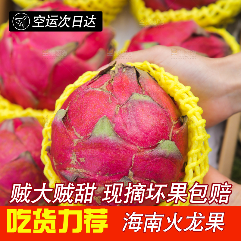 手里拿着金都一号火龙果
