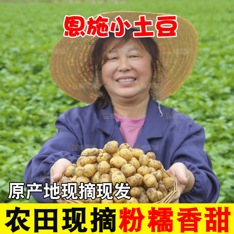 手里端着一篮黄皮小土豆