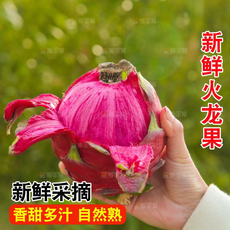 手里拿着金都一号火龙果