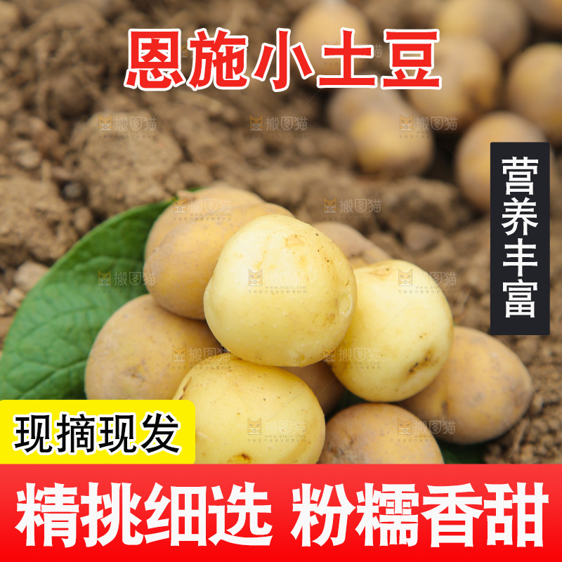 田地里的黄皮小土豆