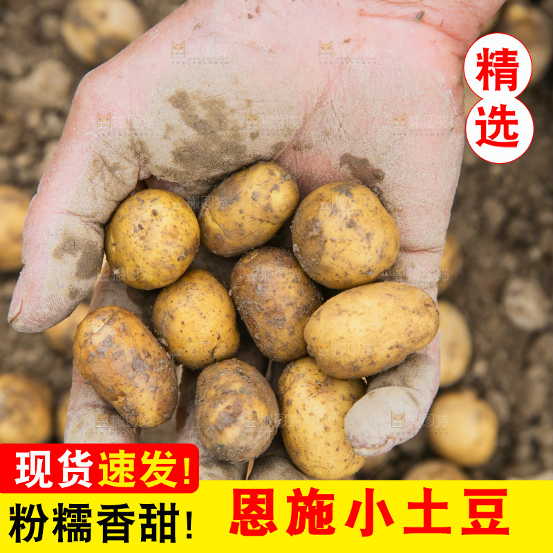手里捧着小土豆