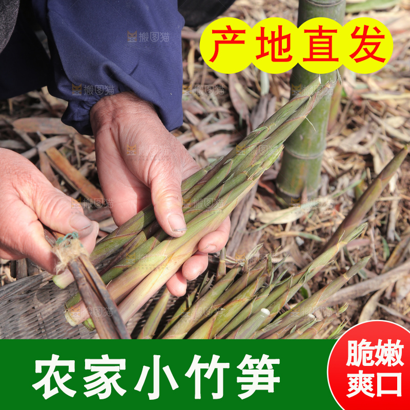 现挖的竹笋