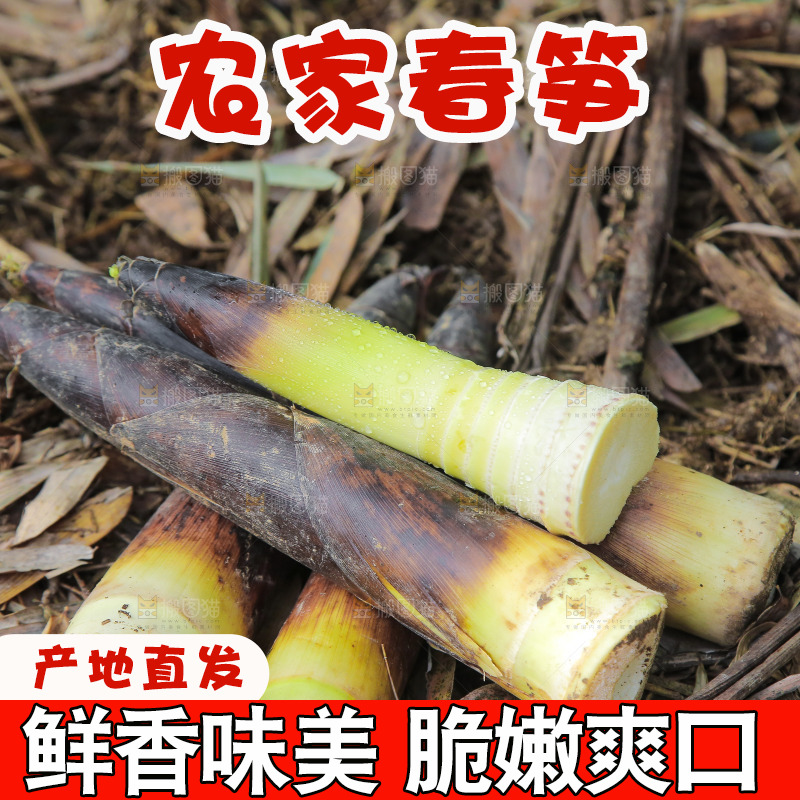 新鲜的雷竹笋