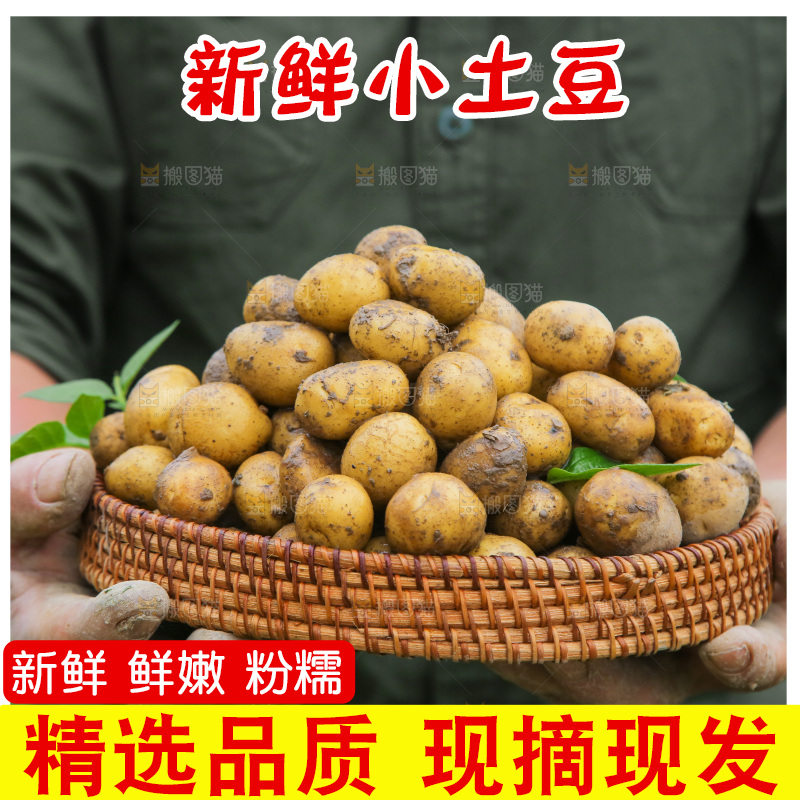 手里端着一篮小土豆