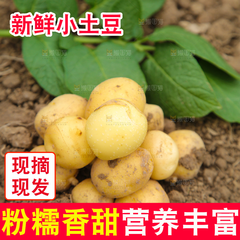 田地里的黄皮小土豆