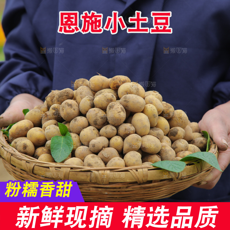 手里端着一篮恩施小土豆