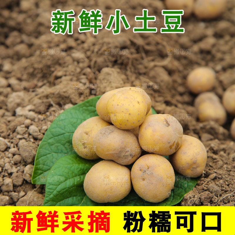 田地里的黄皮小土豆