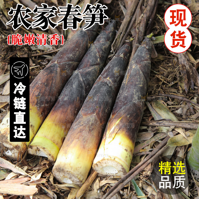 新鲜的雷竹笋