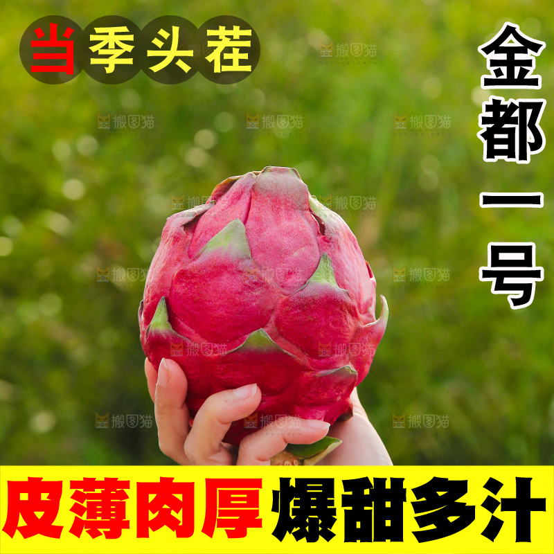手里拿着金都一号火龙果