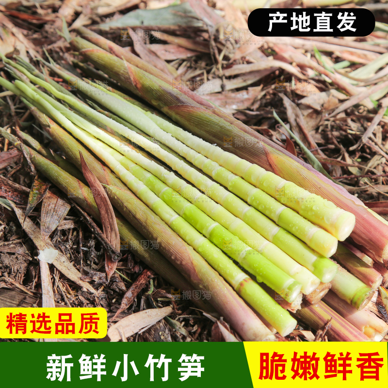 一堆新鲜小竹笋