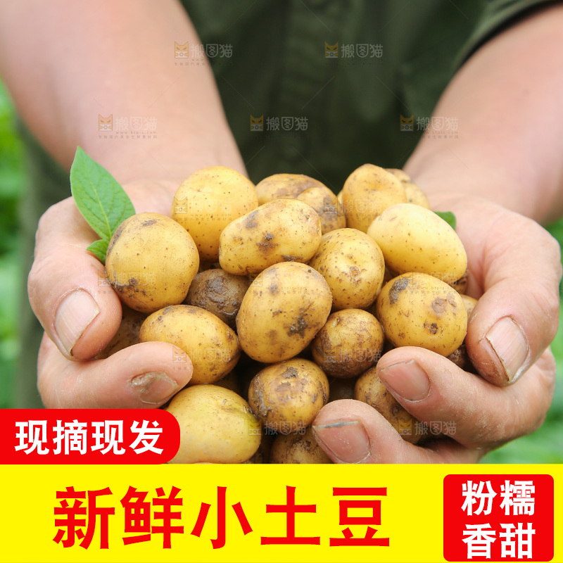 手里捧着小土豆