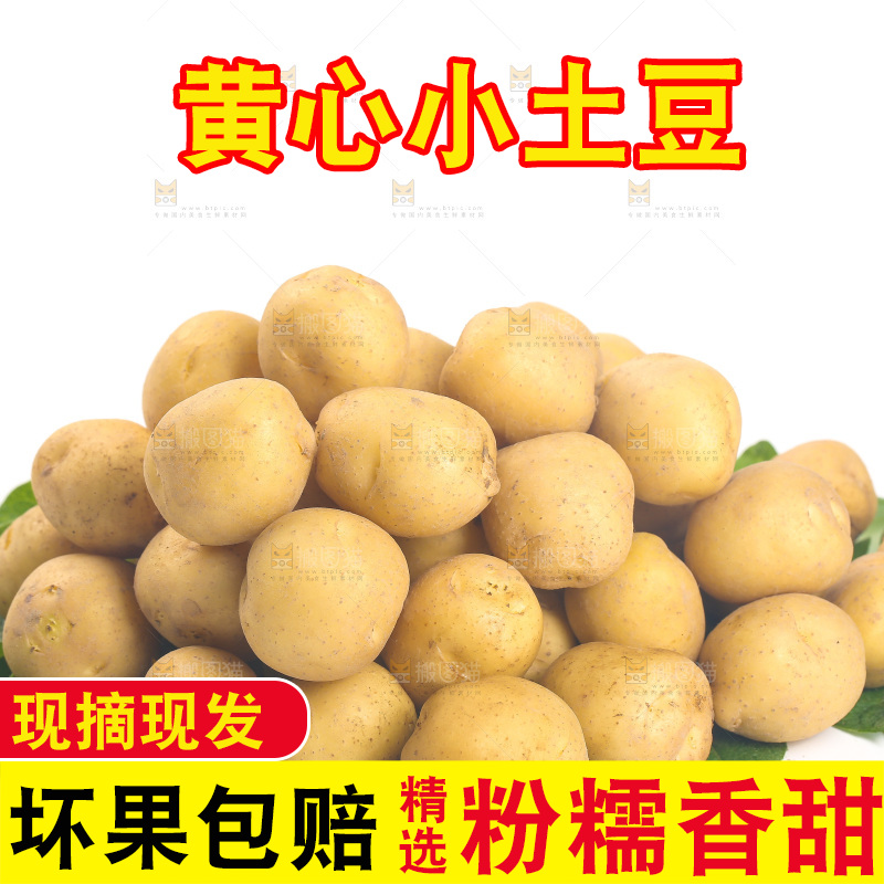 一堆小土豆