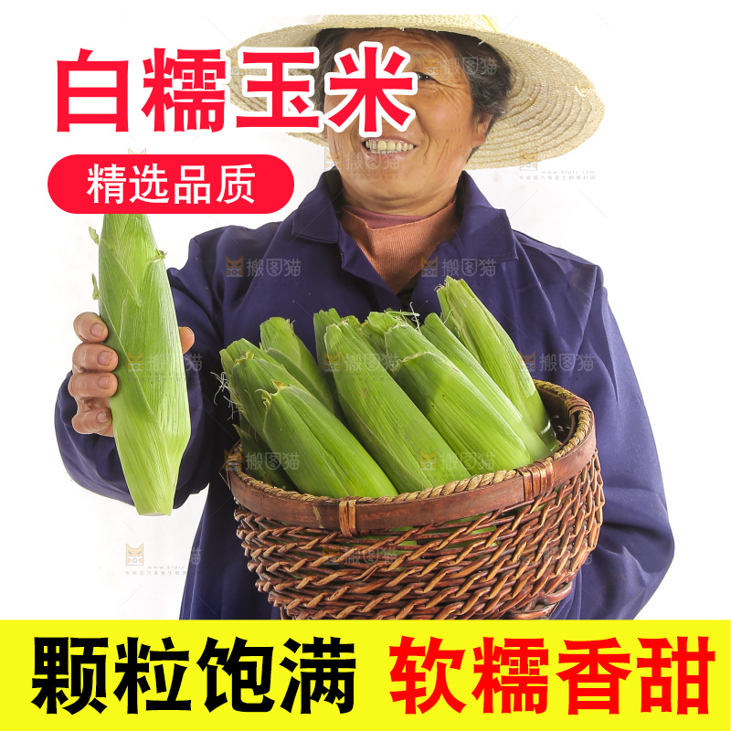 手里端着一篮白糯玉米