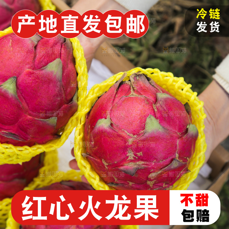 手里拿着金都一号火龙果