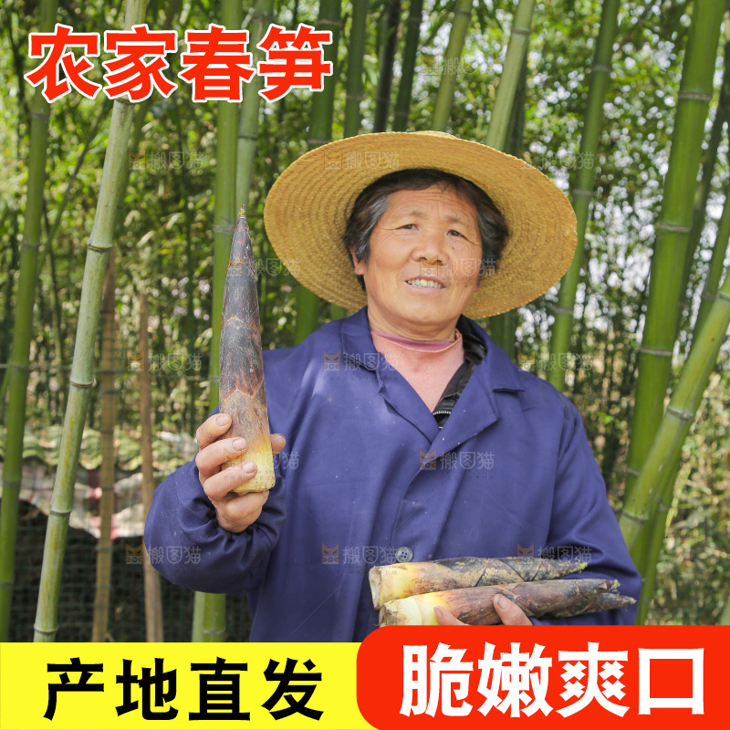 手里拿着临安春雷笋