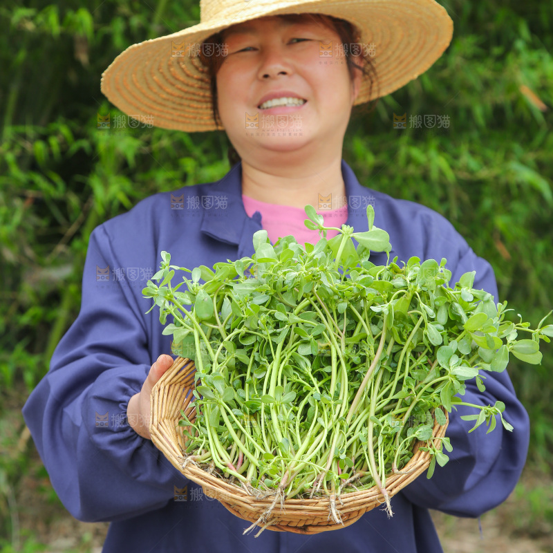 手里端着一篮新鲜马齿苋