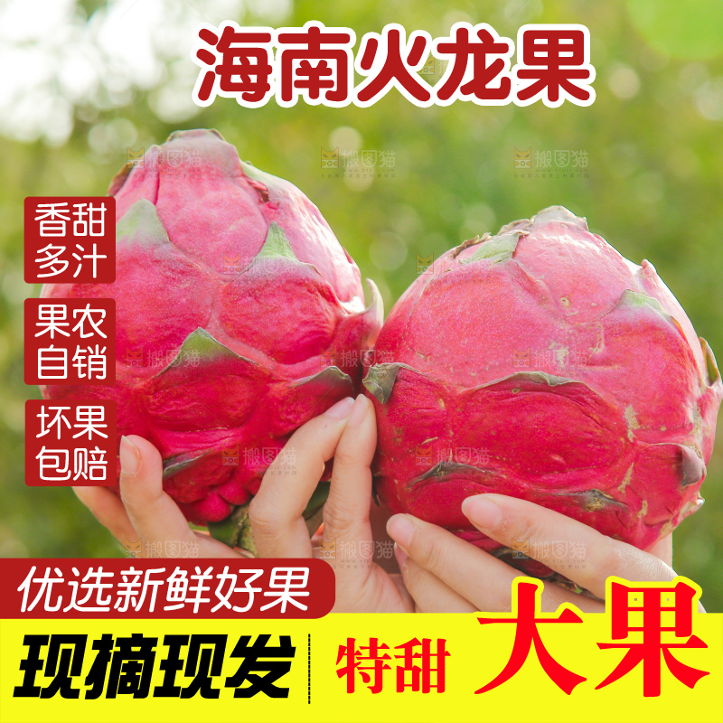 手里拿着金都一号火龙果