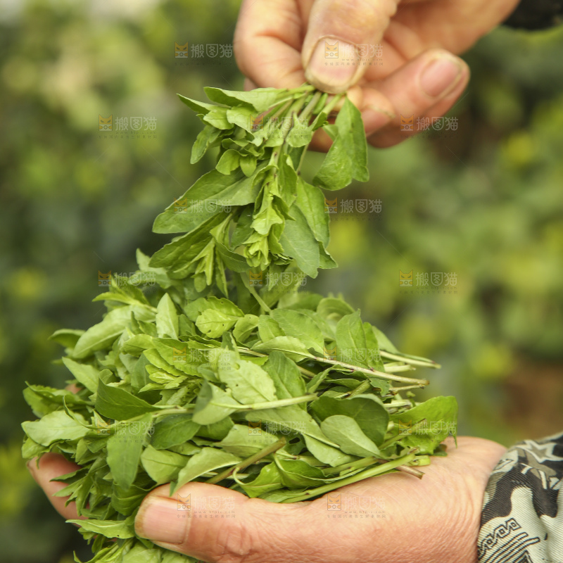 手里拿着枸杞嫩芽