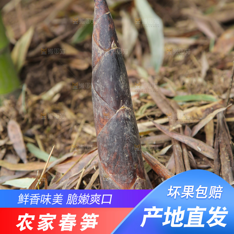 竹林里的新鲜春雷笋