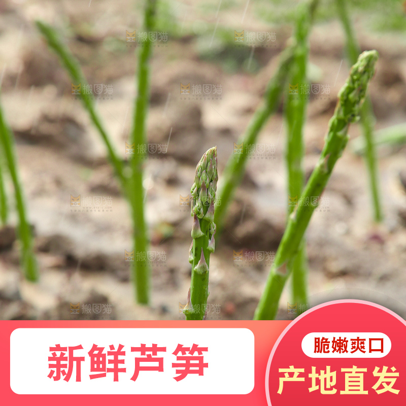 新鲜的芦笋