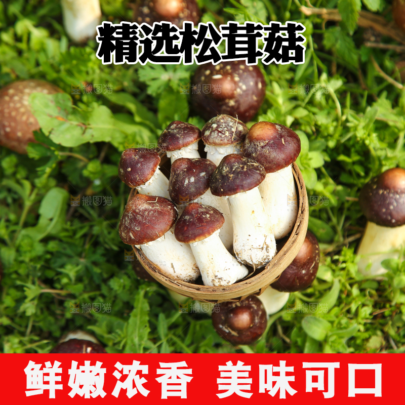 一篮新鲜松茸菇