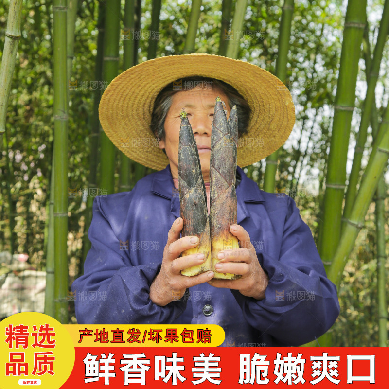手里拿着临安春雷笋