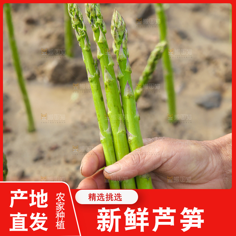 新鲜采摘芦笋