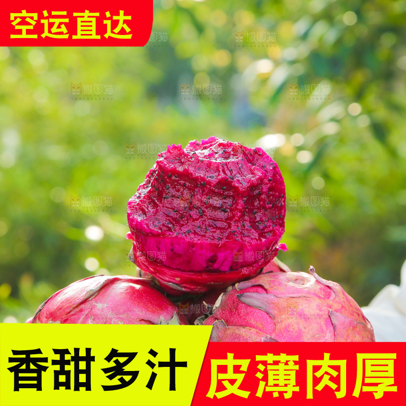 手里捧着金都一号红心火龙果