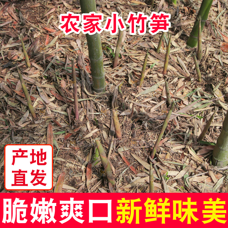 竹林里的新鲜小竹笋