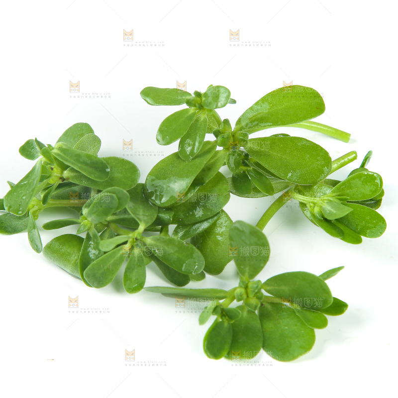 白底上放着马齿菜