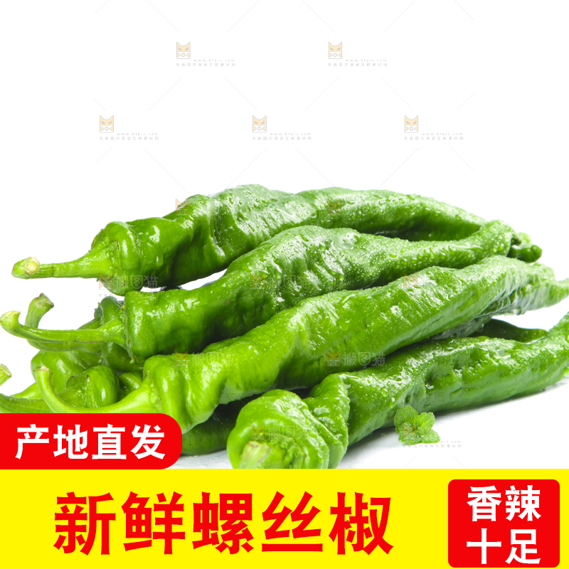 白底上摆放着青螺丝椒