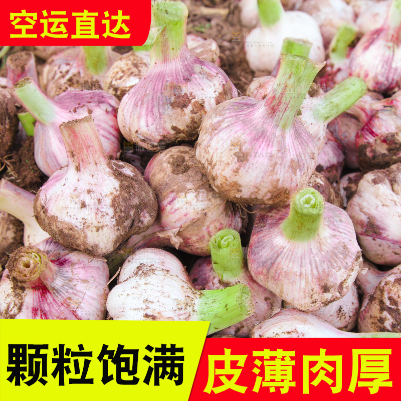 一堆新鲜紫皮大蒜
