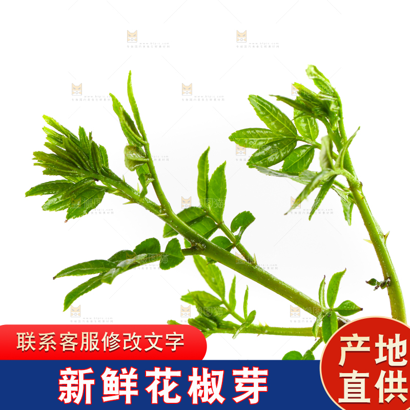 白底上的新鲜花椒芽