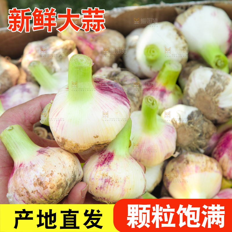 手里捧着紫皮湿蒜