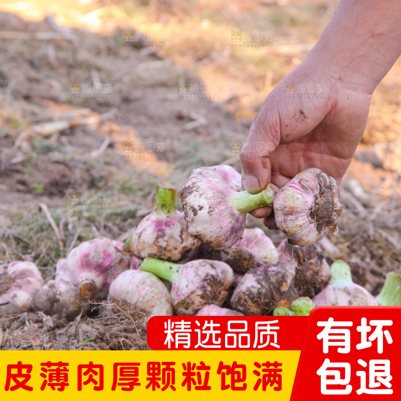 一堆新鲜紫皮大蒜