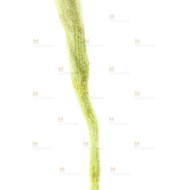 白底上的金银花
